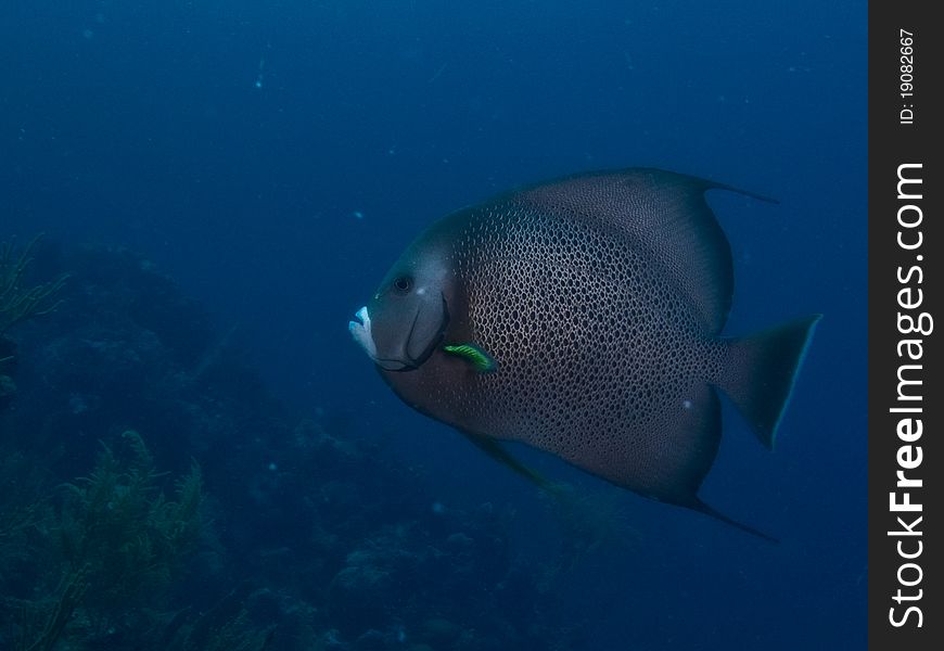 Gray angelfish in reef in the mexican caribbean