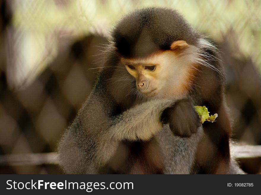 5 colour monkey in dusit zoo, Thailand