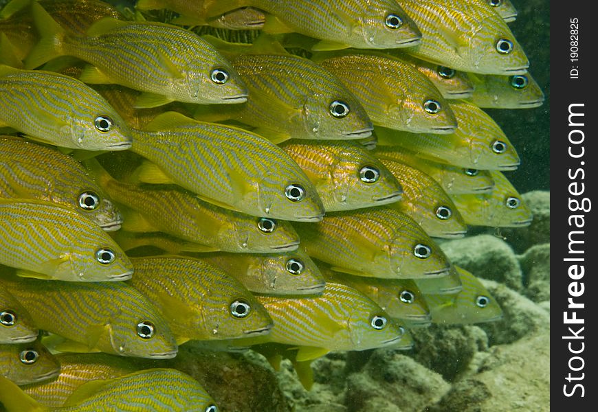 Yellow french grunt in a polarized formation in a reef in the mexican caribbean. Yellow french grunt in a polarized formation in a reef in the mexican caribbean
