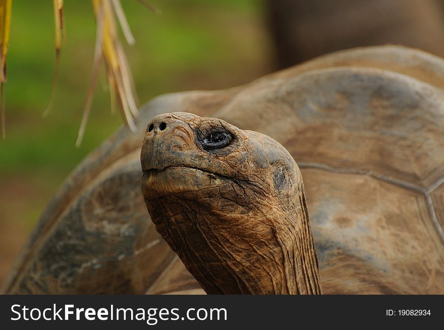 This tortoise, who is one of the biggest in the world lives in the Seychelles. This tortoise, who is one of the biggest in the world lives in the Seychelles.