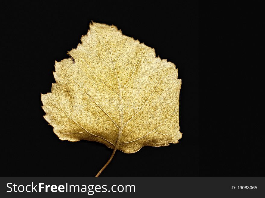 Autumn yellow leaf closeup at black background