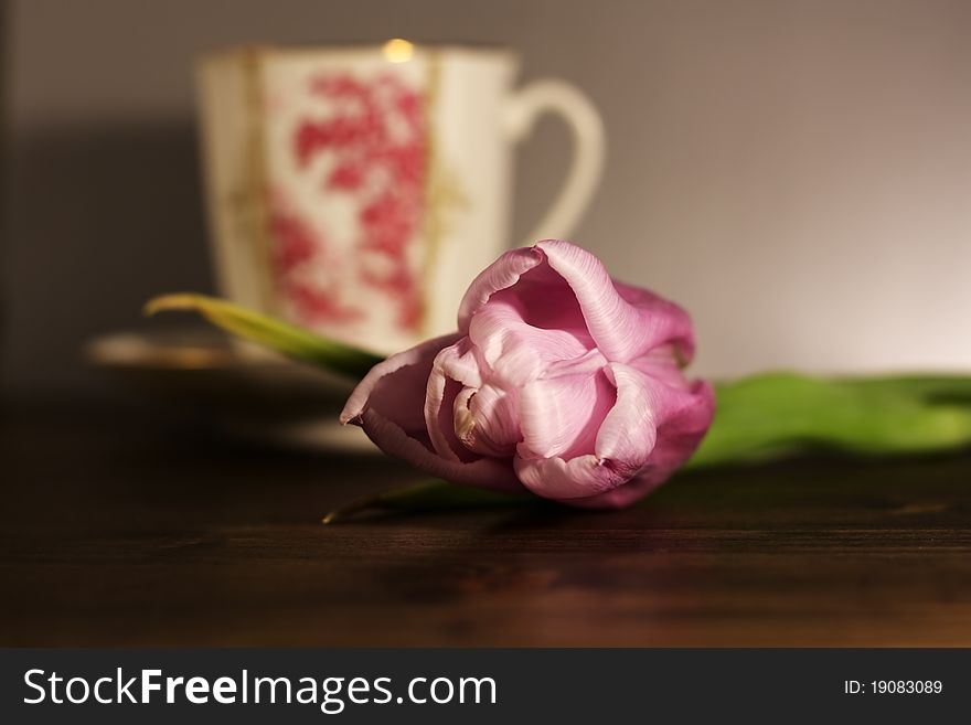 Violet tulip with elegance white cup on background. Violet tulip with elegance white cup on background