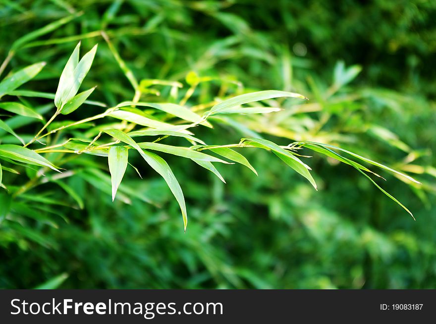 Bamboo leaves with green background. Bamboo leaves with green background.