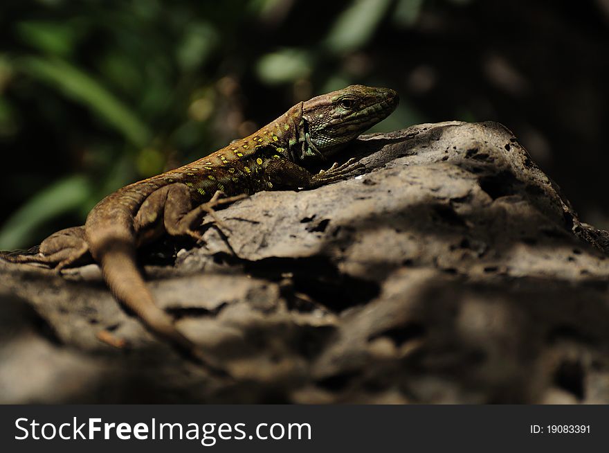 The Tenerife Lizard is also called Western Canaries Lizard. This species lives in the north of tenerife. The Tenerife Lizard is also called Western Canaries Lizard. This species lives in the north of tenerife