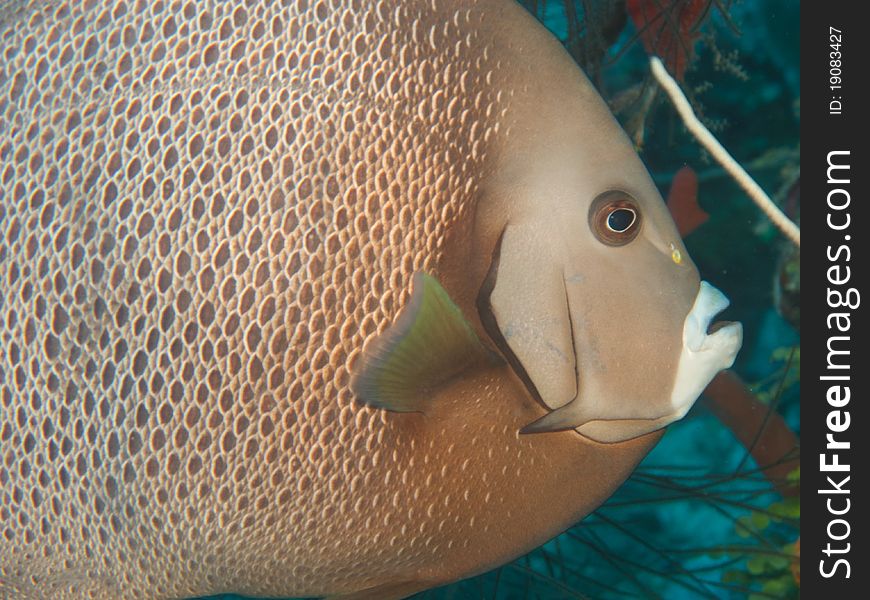 Gray angelfish in reef in the mexican caribbean