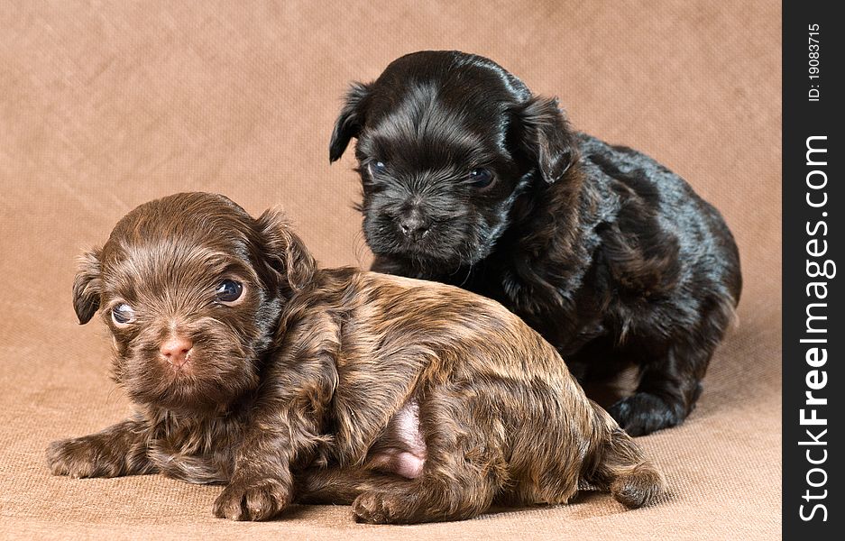 Puppies Of A Tsvetnaya Bolonka