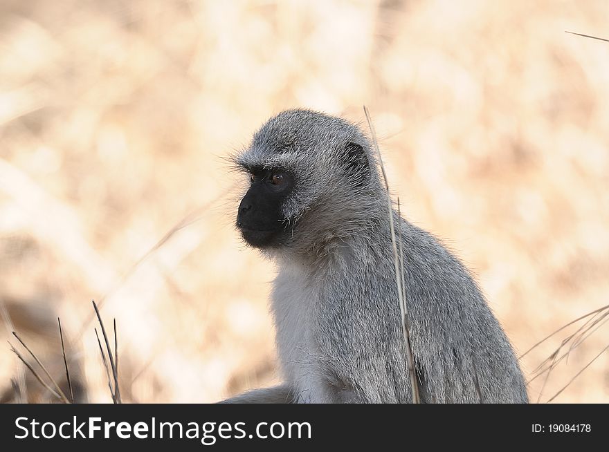 A Vervet monkey sitting in a veld