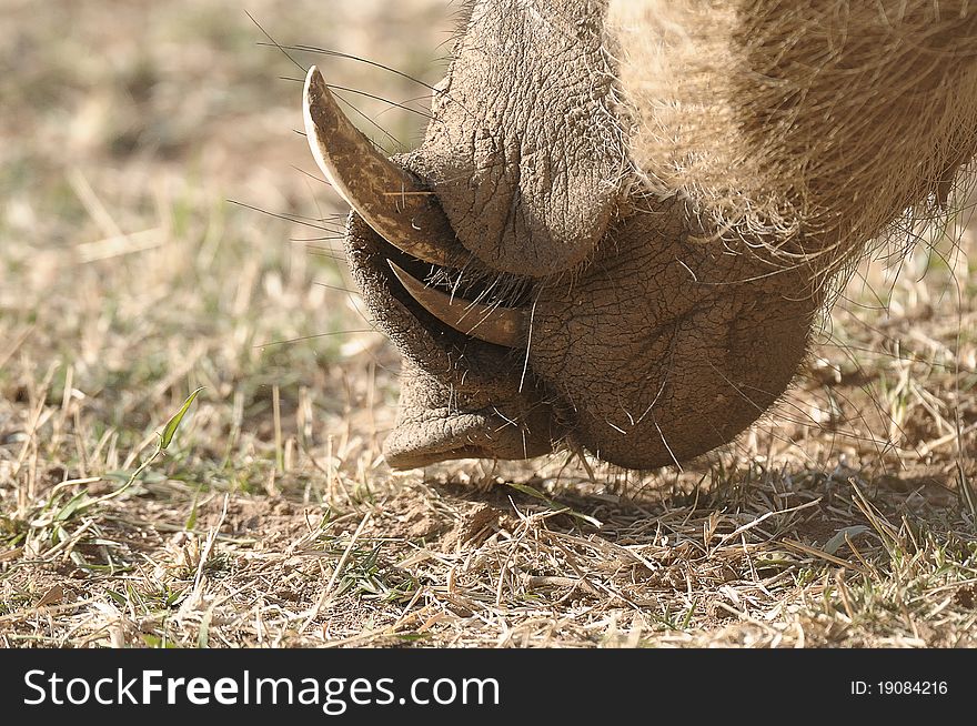 Warthog Teeth