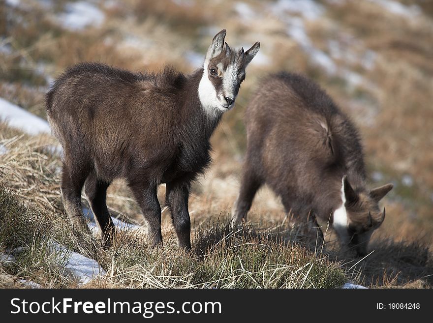One Year Old Mountain Goats In Natural Habitat