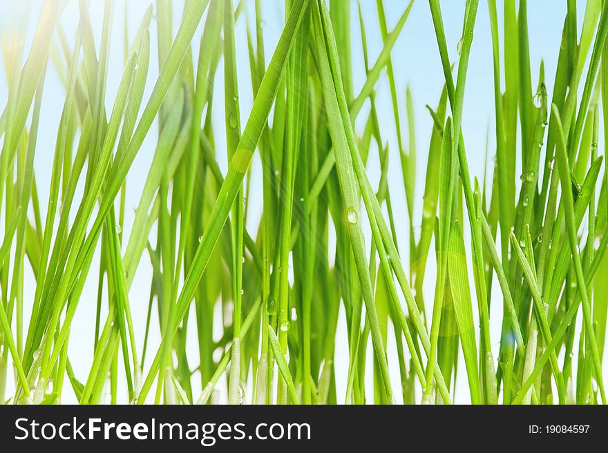 Fresh green wheat grass in field against blue sky with sun