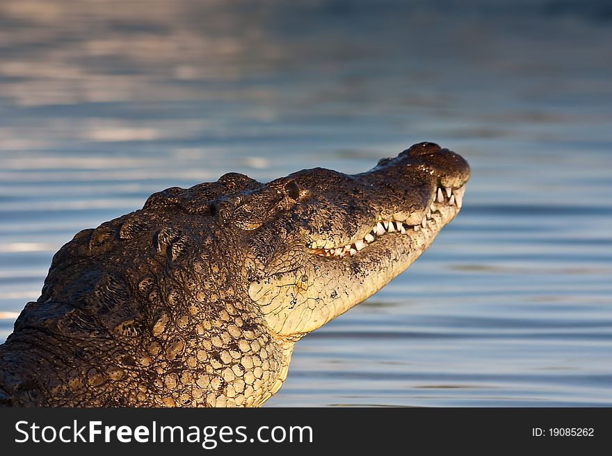 American crocodyle in the sea in the mexican caribbean