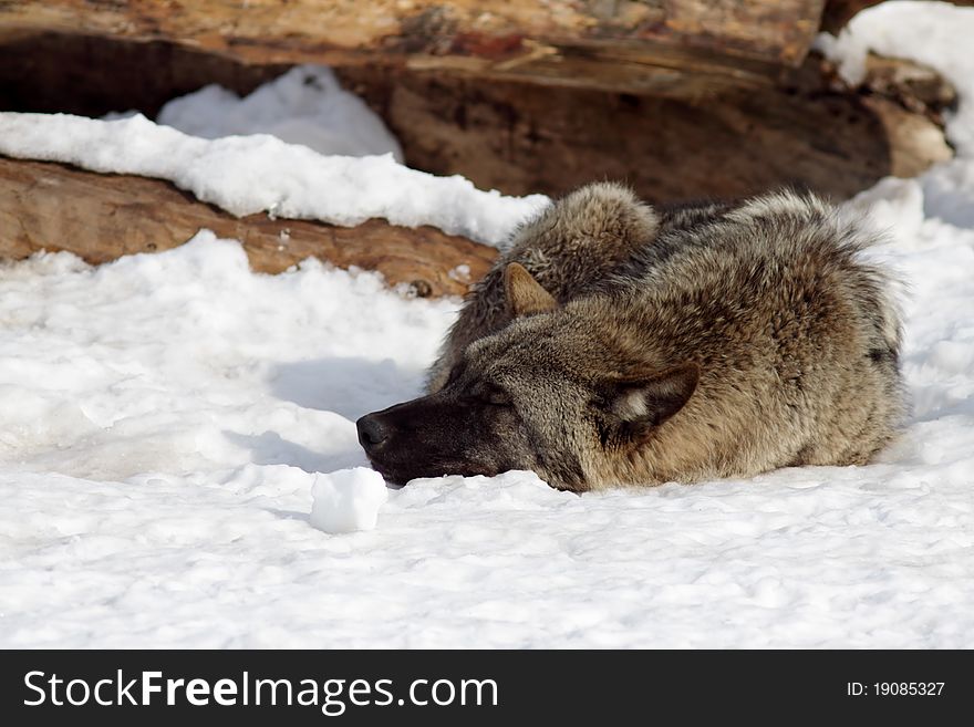 Wolf quietly asleep in the snow. Wolf quietly asleep in the snow