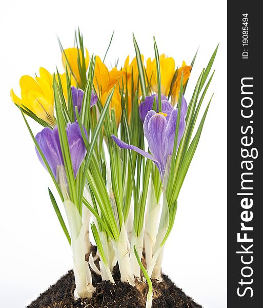 Blue And Yellow Crocus On White Background