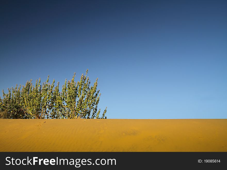 Desert and vegetation against a blue sky. Desert and vegetation against a blue sky
