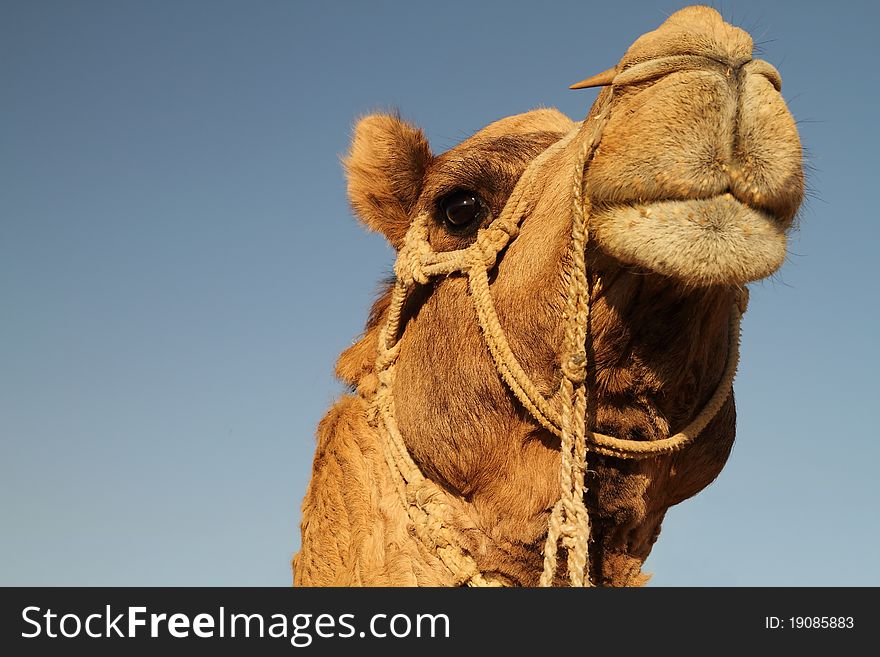 A view of a Camels head up close