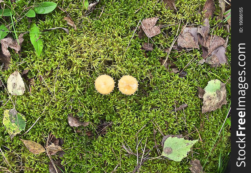 Two small fungi looking out moss. Two small fungi looking out moss