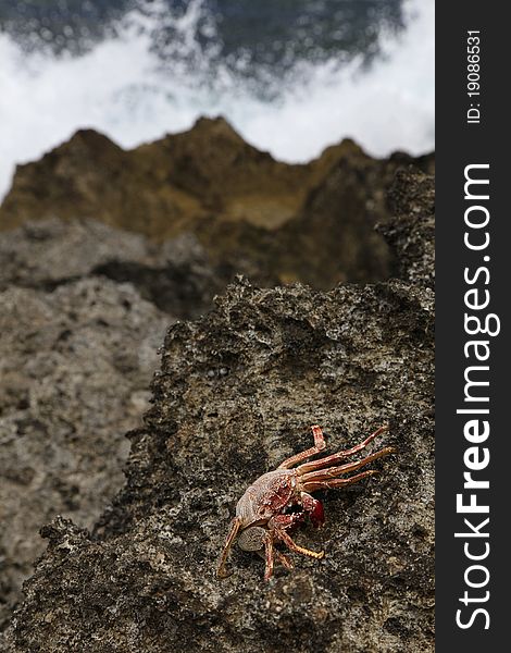 A crab on a lava rock beach in Hawaii with a large wave crashing on the rocks in the background. A crab on a lava rock beach in Hawaii with a large wave crashing on the rocks in the background.