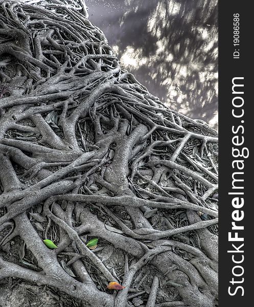 Tree roots nature background , black and white