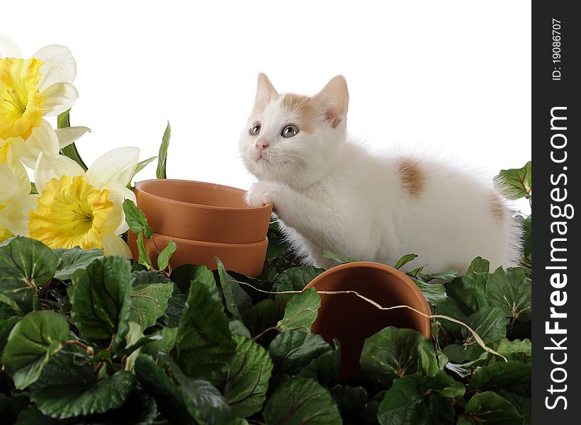An adorable tan and white kitten playing among foliage and flower pots. An adorable tan and white kitten playing among foliage and flower pots.