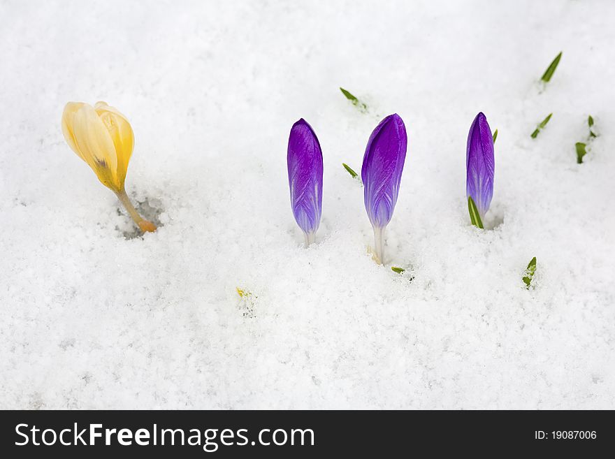 A cluster of Crocuses lightly covered by an early spring snow. A cluster of Crocuses lightly covered by an early spring snow.