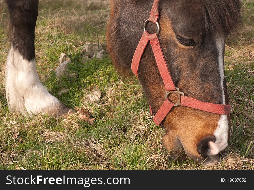 Horse with red halter grazing. Horse with red halter grazing