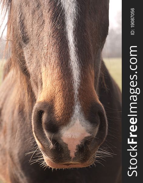 Close-up of the nose of a horse