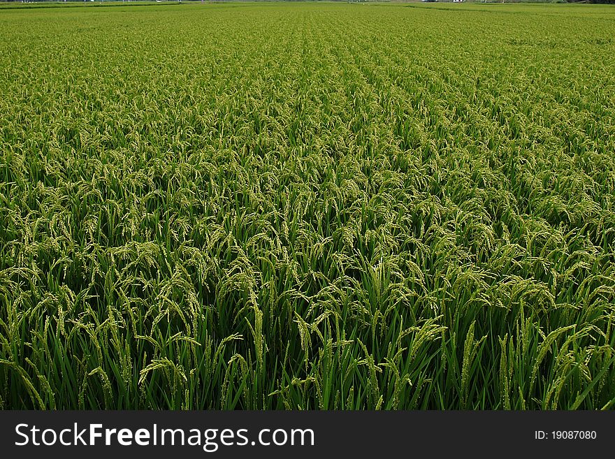 The rice farm on morning to glow and to go gold rice in the next time.