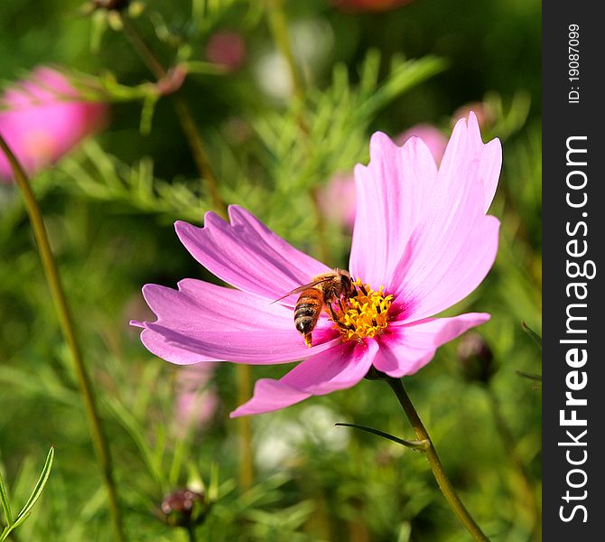 Image of beautiful PURPLE flower and bee. Image of beautiful PURPLE flower and bee