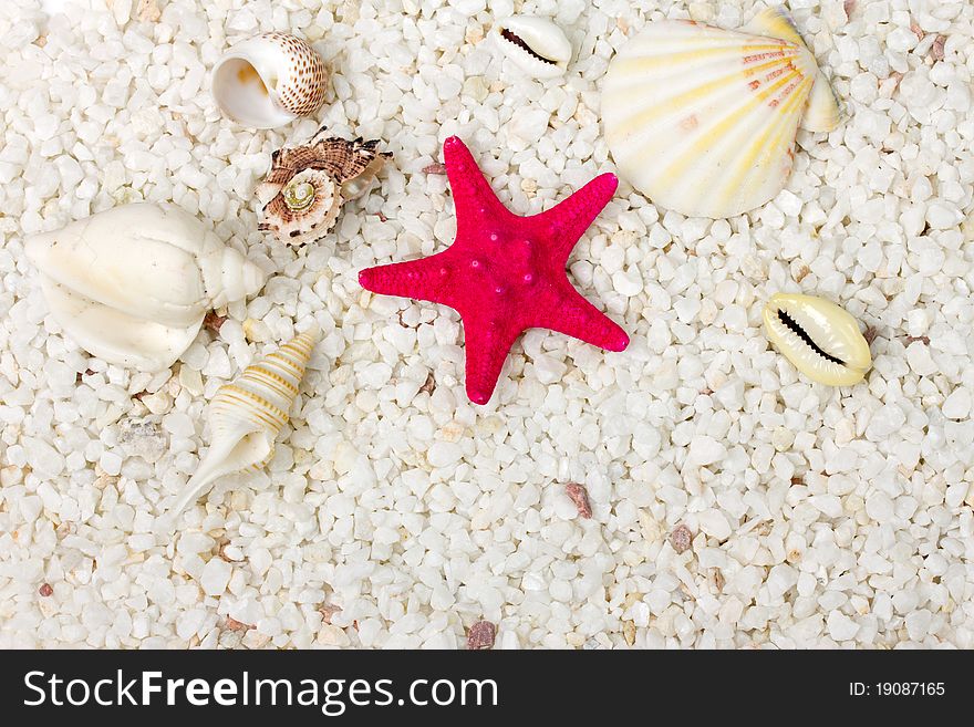 Sand and sea shells background.