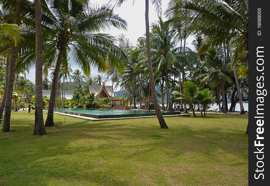 Thailands garden with palms amd pool. Thailands garden with palms amd pool