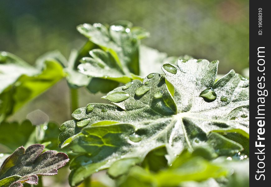 Geranium leaves