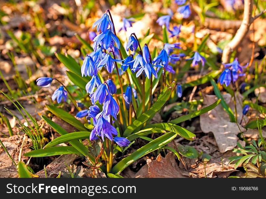 Beautiful blue snowdrops. nature background