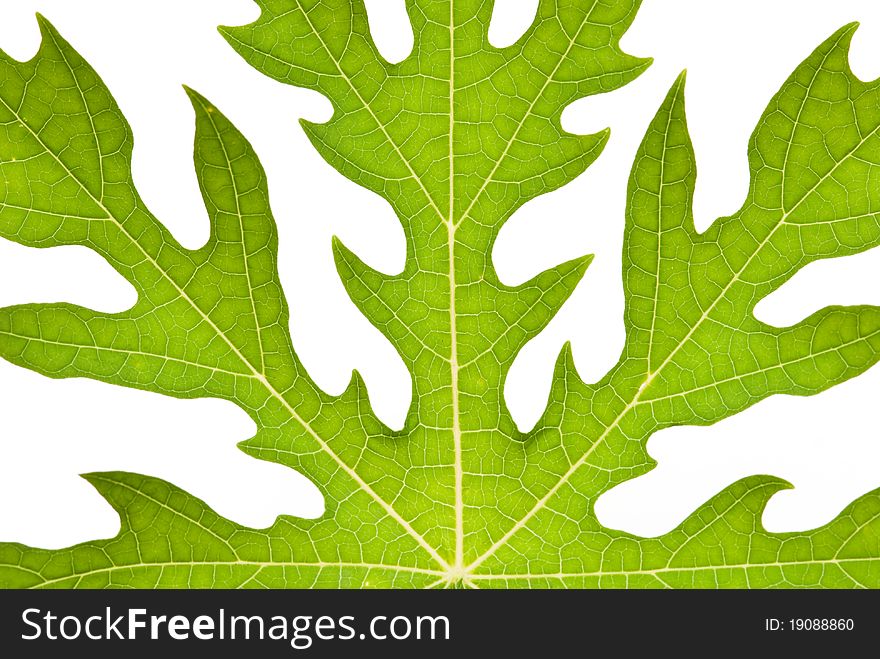 Abstract background of green leaf. Abstract background of green leaf