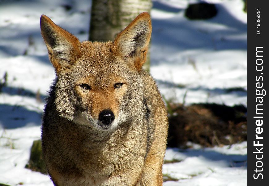 Portrait of coyote in winter in Riga zoo, Latvia.