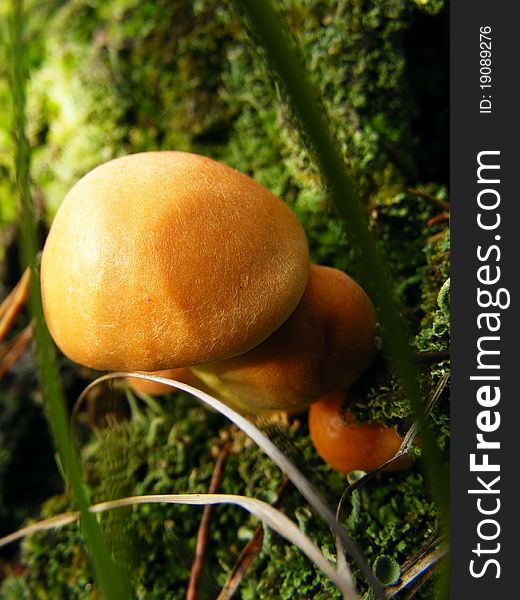 Yellow mushroom in forest
