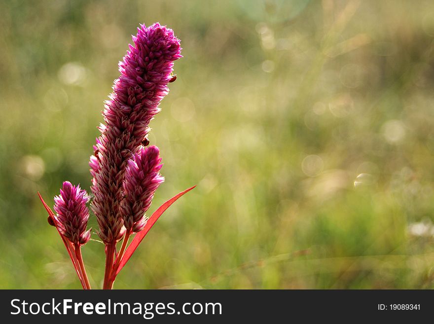 Purple Cockscomb Flower