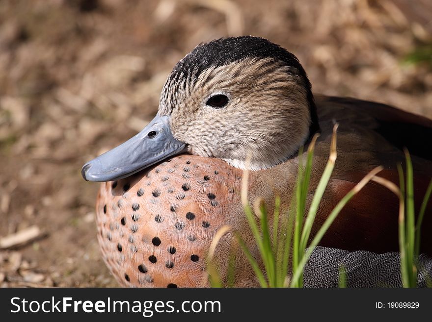 Ringed Teal