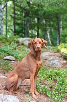 Female Vizsla Dog Sitting In The Woods Royalty Free Stock Photo