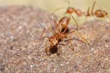 Red Ant Stock Image Red Ant Stock Image