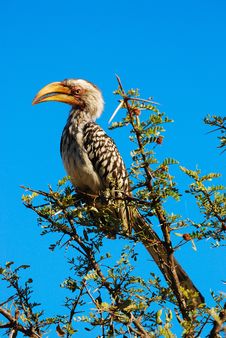 Southern Yellow-Billed Hornbill Stock Photography
