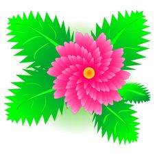 Red Flower With Green Leaves Royalty Free Stock Image Red Flower With Green Leaves Royalty Free Stock Image
