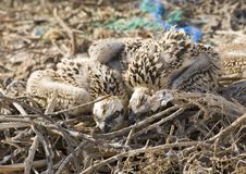 Two Osprey Chicks In A Nest Stock Photos Two Osprey Chicks In A Nest Stock Photos