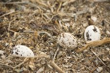 Three Osprey Eggs In A Nest Stock Photography Three Osprey Eggs In A Nest Stock Photography