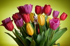 White Teddy Bear In Tulips Royalty Free Stock Photo White Teddy Bear In Tulips Royalty Free Stock Photo
