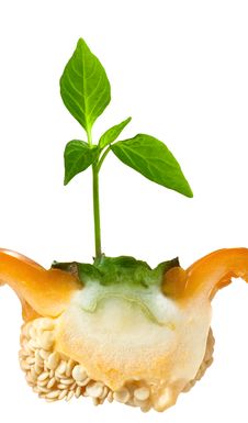 Sprout And Seeds Of Sweet Pepper Royalty Free Stock Images Sprout And Seeds Of Sweet Pepper Royalty Free Stock Images