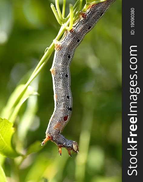 Colorful caterpillar climbing from one leaf to another. Colorful caterpillar climbing from one leaf to another