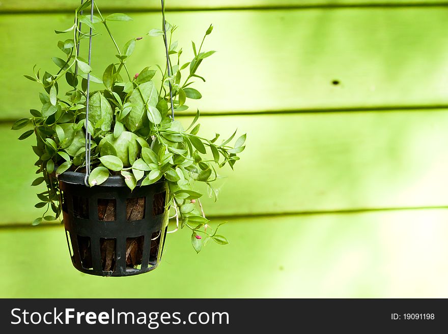 Hanging green plant with pink blossom decoration