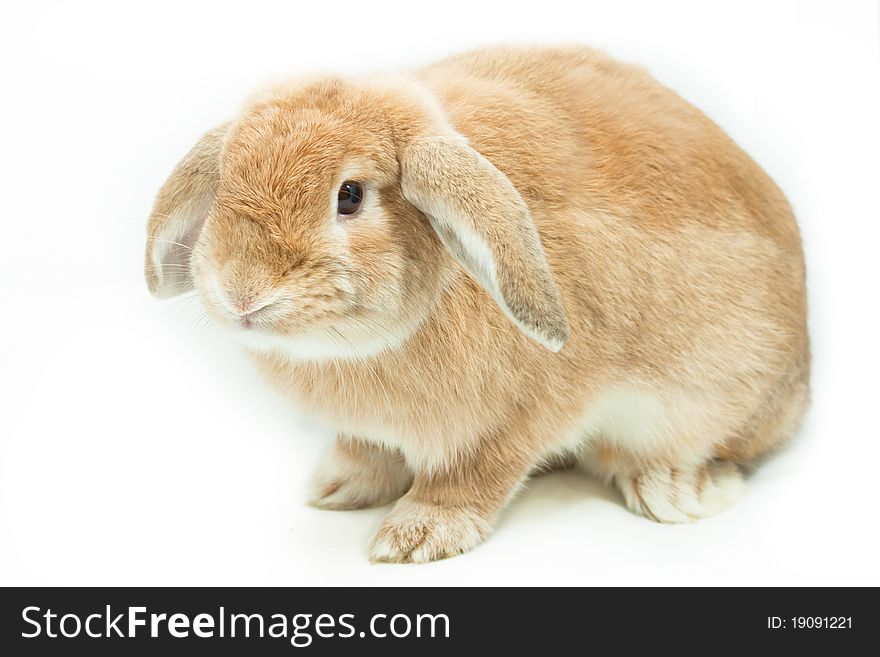 Cute rabbit on white background