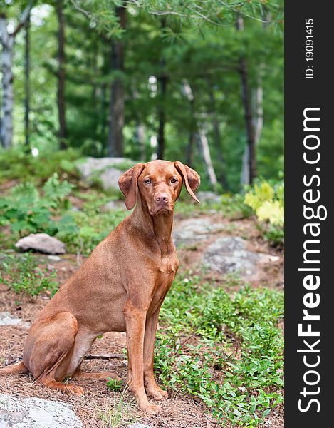 Female Vizsla Dog Sitting in the Woods