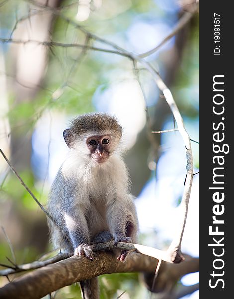 South African Blue monkey sitting in a tree.